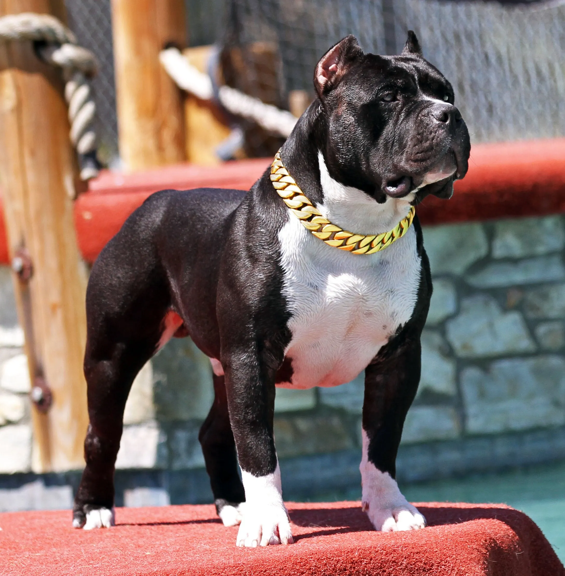31 MM GOLD ROLLS ROYCE CUBAN DOG COLLAR THICKEST