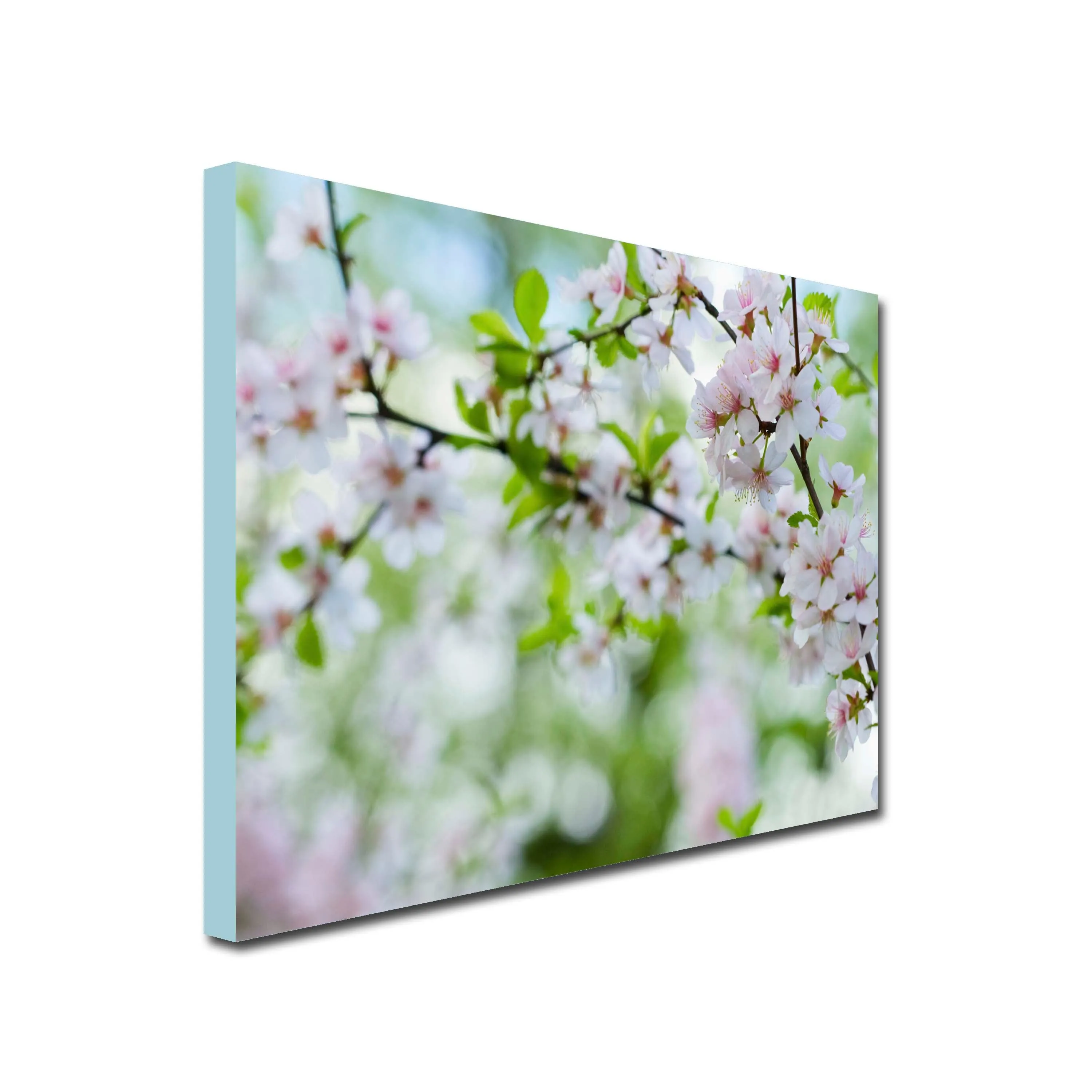 Apple Blossom Art Canvas