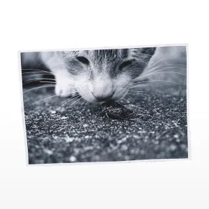 Giclee Canvas Prints (Sheets)