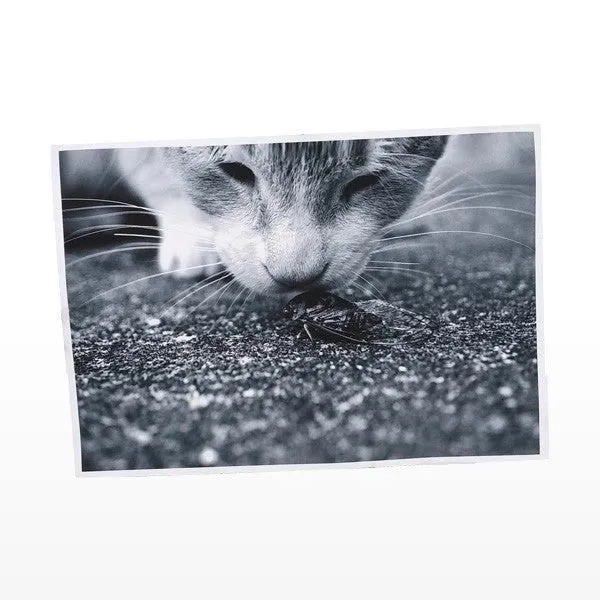 Giclee Canvas Prints (Sheets)