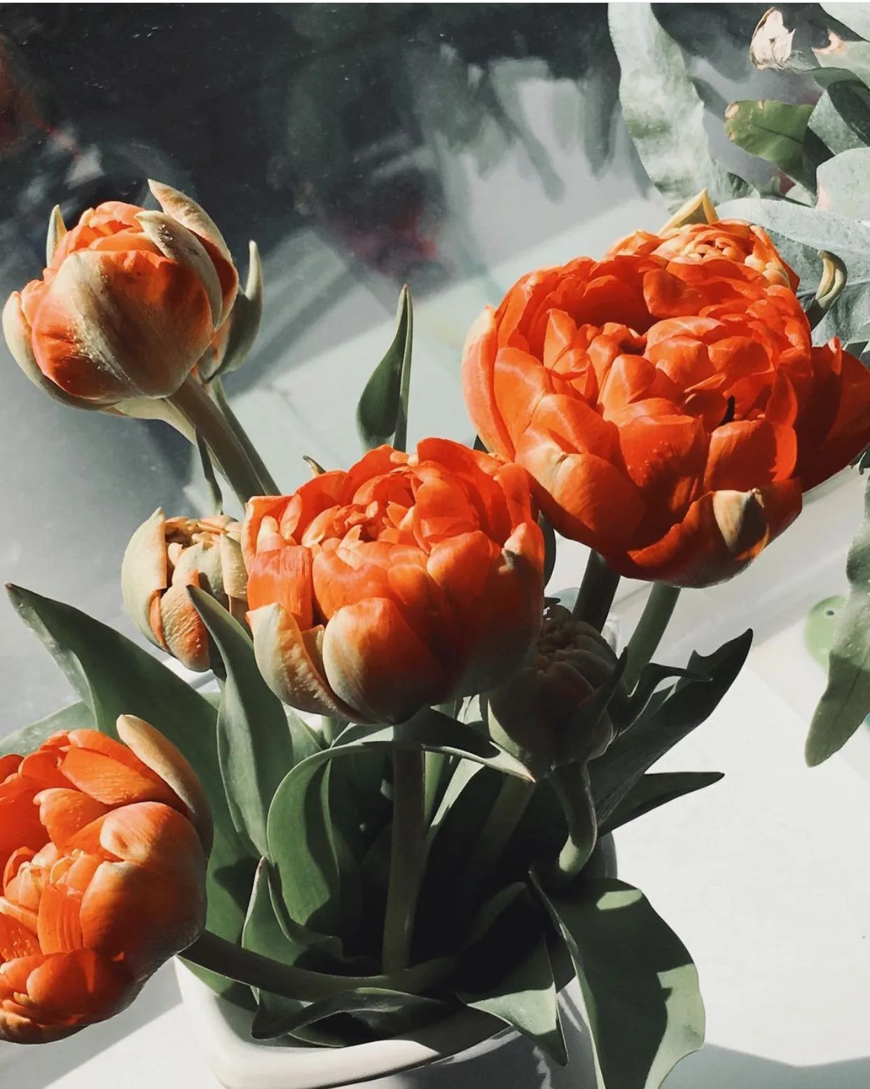 Lanivendole - Home Blooms - A Chic Blend