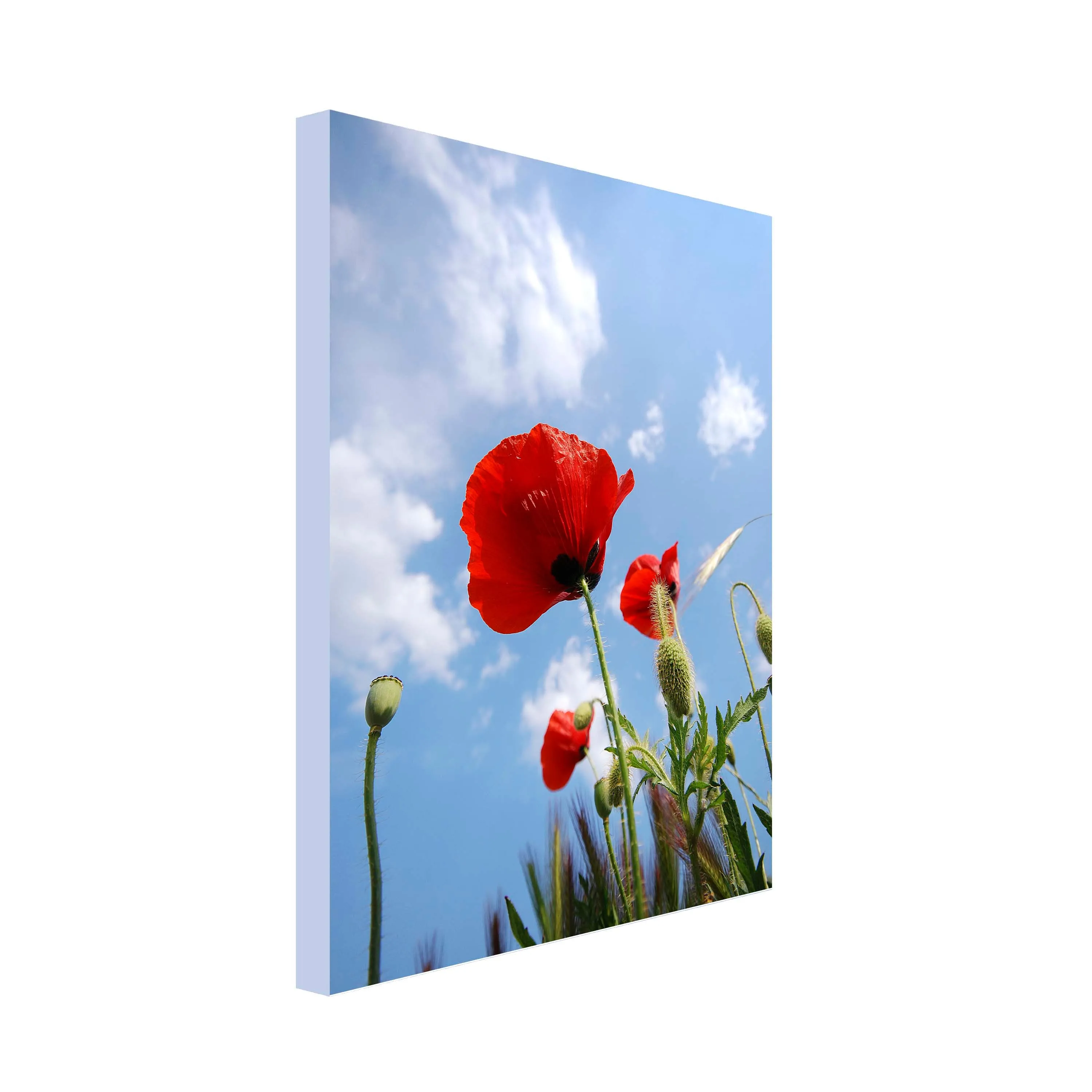 Poppy Sky Art Canvas