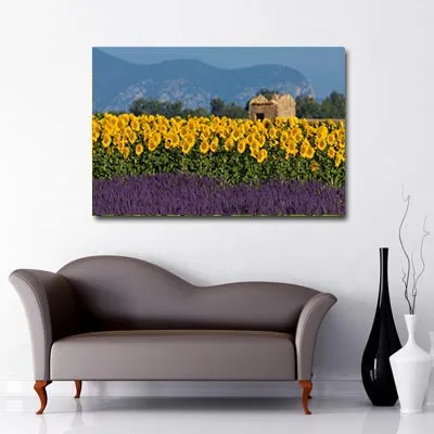 Sunflowers and Lavender Art Canvas