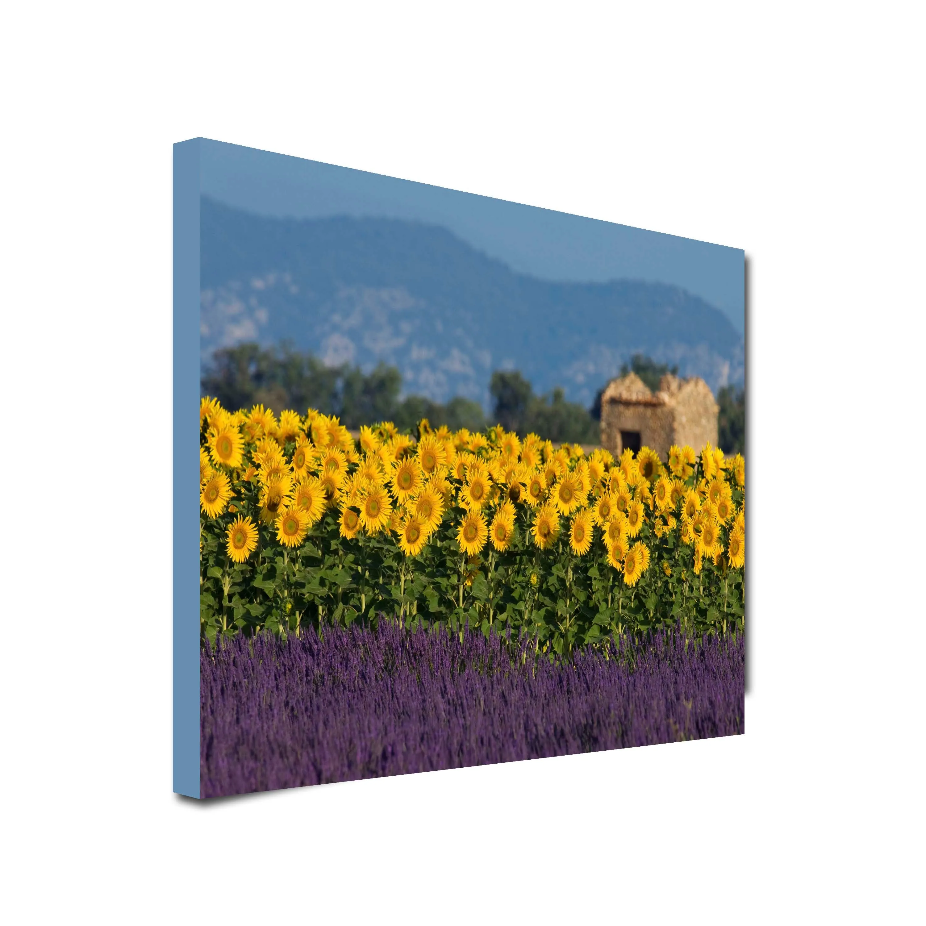 Sunflowers and Lavender Art Canvas